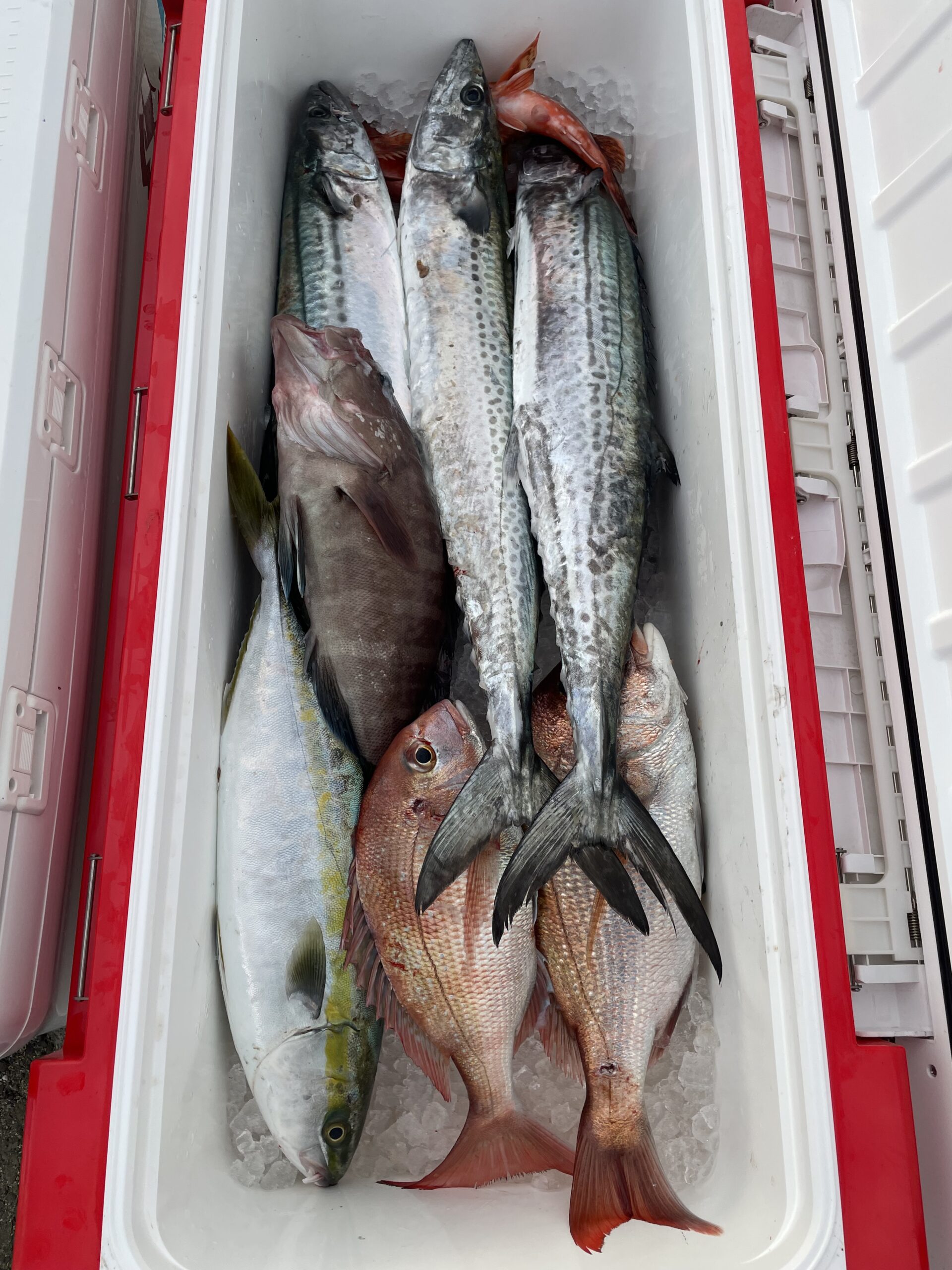 11/24(月)ジギング＆タイラバ釣果 - 遊漁船 ふくさん